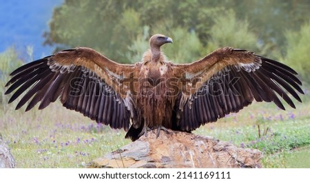 Majestic vulture taken face front, perched on a rock with a wide open wing span, demonstrating its dominant power Royalty-Free Stock Photo #2141169111