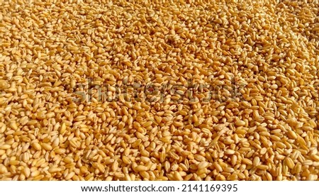 Close up of wheat grain.wheat grain texture natural dry grain on the whole image.Triticum aestivum is scientific name of Wheat cereal grain.Seed of wheat.With Selective Focus on the Subject. Royalty-Free Stock Photo #2141169395