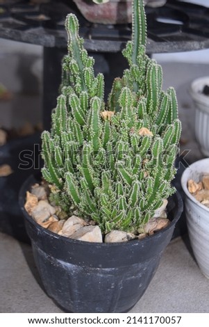 a cactus plant grown in a pot. prickly cactus. Cactus plant native habitat in the desert