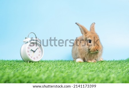 A furry and fluffy cute Black rabbit is sitting on Green grass and blue background and cleaning the front legs besides the white clock. Concept of rodent pet and easter.