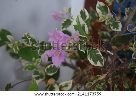 bougainvillea with purple color growing in pots