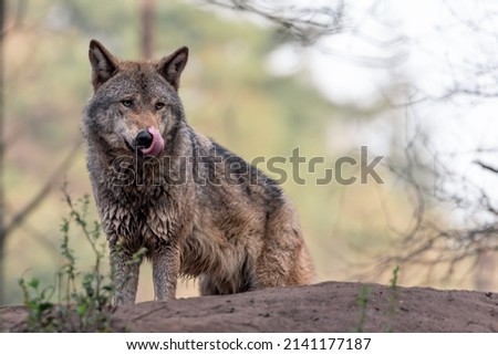 Wolf in nature - netherlands