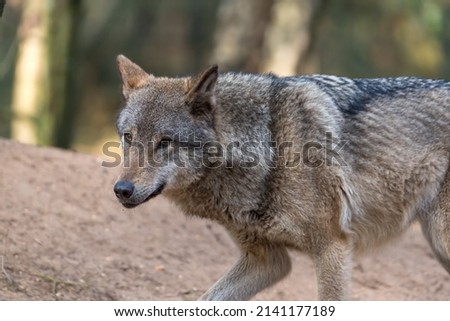 Wolf in nature - netherlands