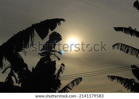 not focus. beautiful banana tree silhouette photo
