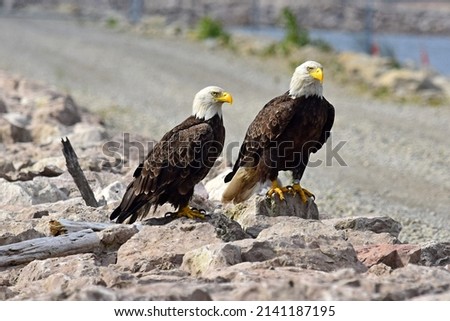 Bald Eagle pair on rocky road edge