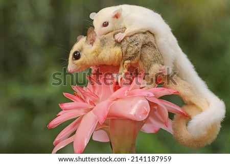 A mother sugar glider holds her baby to protect her baby from predators. This marsupial mammal has the scientific name Petaurus breviceps.  Royalty-Free Stock Photo #2141187959