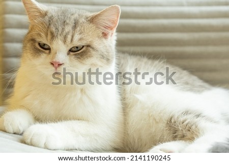 cute cat looking around, concept of pets, domestic animals. Close-up portrait of cat sitting down on sofa and looking around.