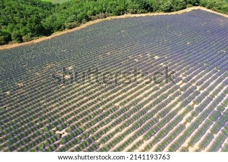 Aerial view of the lavender fields on the Plateau de Valensole in the Alpes-de-Haute-Provence in the South of France
