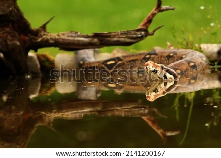 The boa constrictor (Boa constrictor), also called the red-tailed boa or the common boa, hunting the rat on the old branche above the water. Snake swimming in the water. Green background. 