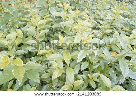 Green and red plant background in hong kong park.have flower and grass  
 full screen