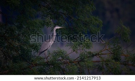The Gray Heron stands on a mysterious tree and watches for prey, the best photo.