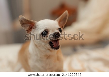 Old chihuahua dog barks. Small beige dog on a light background.