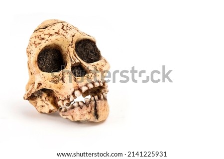 prehistoric man skull, Hominid Skull or Australopithecus africanus isolated on white background with space for text Royalty-Free Stock Photo #2141225931