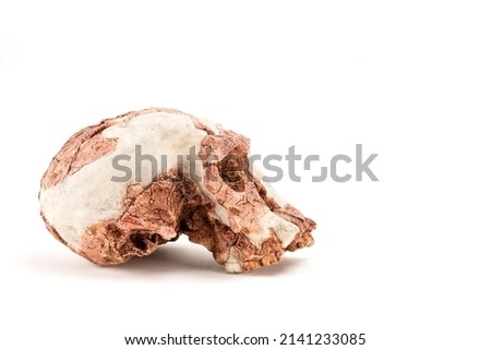 prehistoric man skull, Hominid Skull or Sahelanthropus tchadensis isolated on white background with space for text Royalty-Free Stock Photo #2141233085