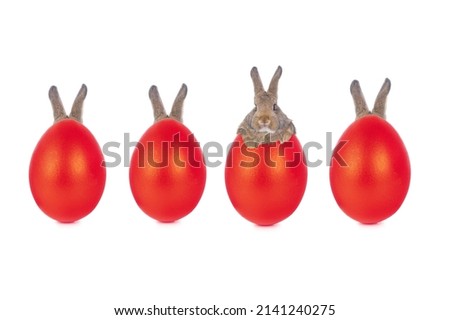 rabbits hid behind red egg, easter story isolated on white background