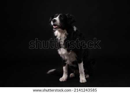 Black and white border collie sitting on black backgrounds