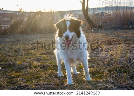 beautiful white dog on spring field