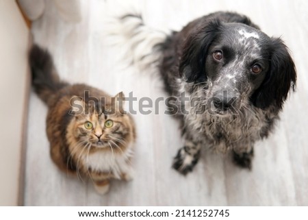 Dog and cat sit on the floor and look into the camera. Top view