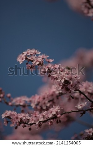 Pink flowers on a blue background
