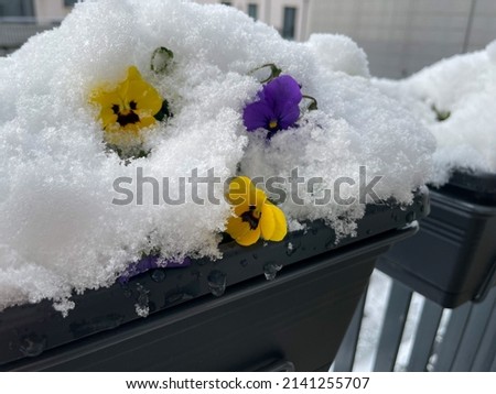Beautiful viola cornuta pansy flowers in vibrant purple violet and yellow color under white snow in flower pot hanging on the balcony fence close up in spring time