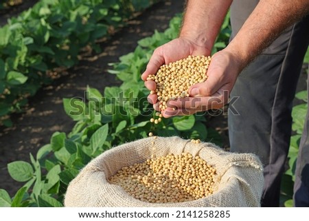 Soybean grain in a hands of successful farmer, in a background green soybean field, agricultural concept. Close up of hands full of soybean grain in jute sack	 Royalty-Free Stock Photo #2141258285