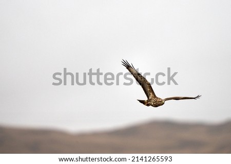 A flying Common Buzzard on the Isle of mull, Scotland  Royalty-Free Stock Photo #2141265593
