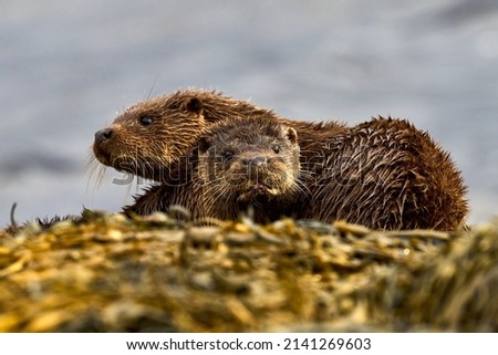 Mother and young Pup otter staring at the camera sat on top of a kelp covered rock