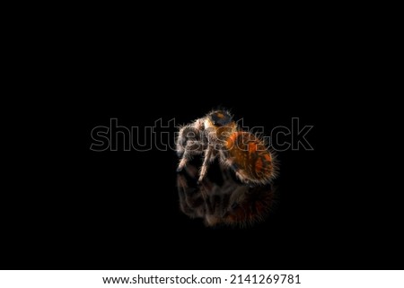 Cute little jumping spider isolated on black background