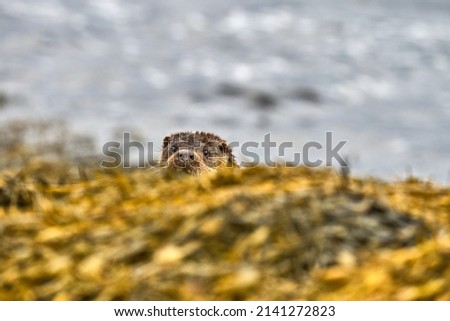 Small Otter pup peeking over a rock, Scotland