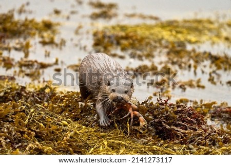 Eurasian Otter struggling onto the coastline with a Crab