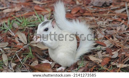  cute squirrel High quality photo Royalty-Free Stock Photo #2141273585
