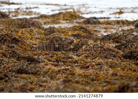 Family of Eurasian Otter moving low along the edge of a Scottish Coastline, Isle of Mull