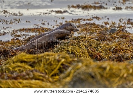 Family of Eurasian Otter moving low along the edge of a Scottish Coastline, Isle of Mull