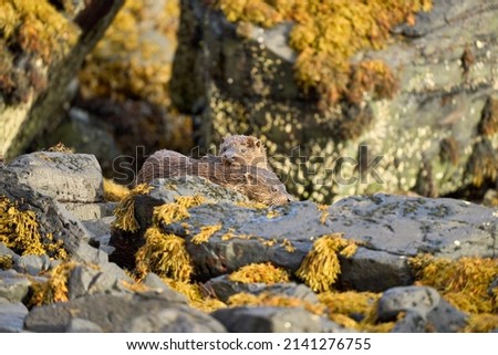 Eurasian Otter on a kelp covered rock at the edge of a Scottish Sea Loch