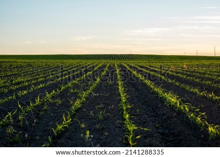 Rows of young corn plant shoots on a agricultural field. Maize seedling in agricultural farm. Green corn field in sun light. Selective focus picture of organic corn at agricultural field.