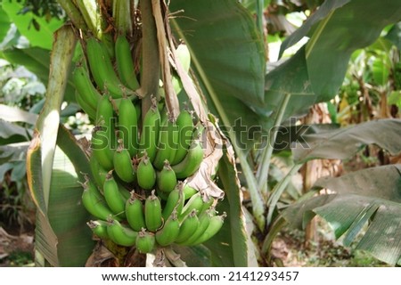 Green bananas hanging from the plant they grew on, in a tropical area