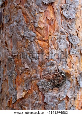 Natural pine tree bark texture. Close-up shot