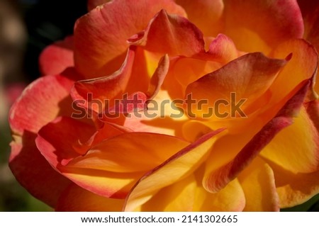 Orange Rose Close Up Macro in Bloom