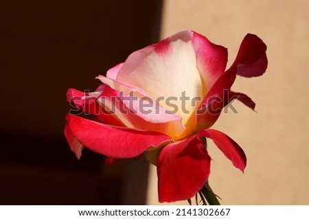 Red White Multicolor Hybrid Rose in Bloom