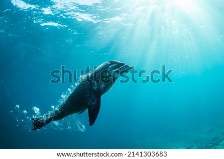 Playful seal swimming in the water, Australia