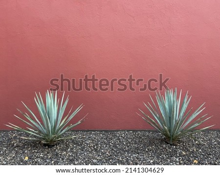 Two cactus succulent agave plants, against a red wall, in Mexico City. A Mexican scene, and a background with room for text, space for copy. Royalty-Free Stock Photo #2141304629