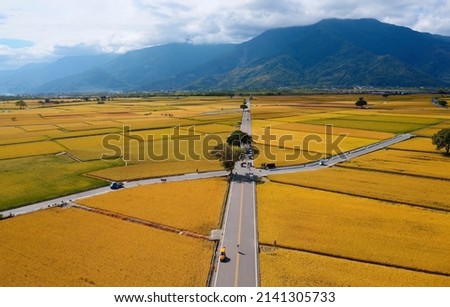 Aerial view of country roads crossing the beautiful patchwork field of rice paddies in the season of golden harvest, with mountains on the distant horizon, in Chishang Township, Taitung County, Taiwan Royalty-Free Stock Photo #2141305733