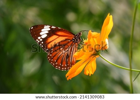 Beautiful butterfly Danaus genutia in the garden at morning Royalty-Free Stock Photo #2141309083