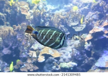 striped colourful reef fish swimming in Maui waters
