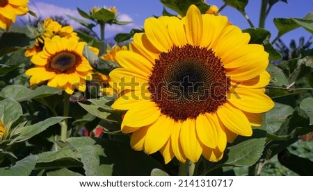 Sunflowers in full bloom against a bright blue sky background                               