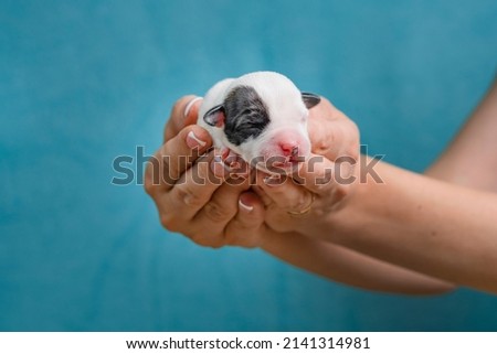Newborn Jack Russell Terrier puppy in a woman's palm. Puppy one day after birth. Blind puppy in a woman's hand. A beautiful little puppy. Royalty-Free Stock Photo #2141314981
