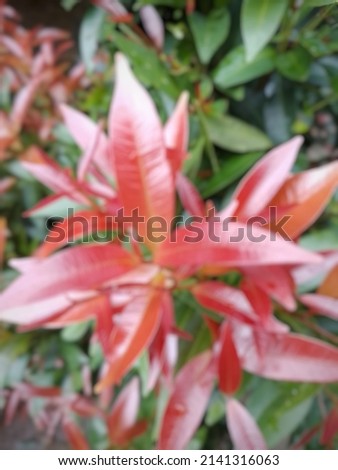 Defocused abstract background of plants