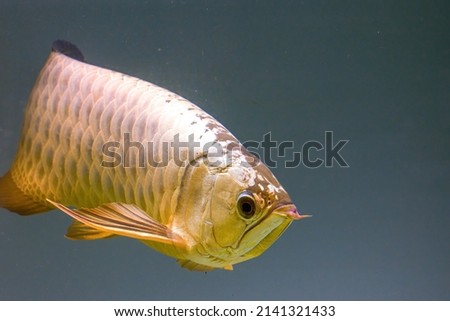 Close-up of a ferocious arowana in a fish tank