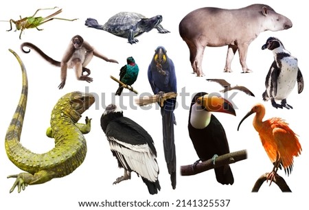 Set of South American animals. Isolated over white background