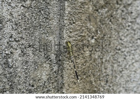 green dragonfly perched on grainy cement wall